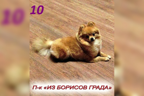 Николь из Борисов града
