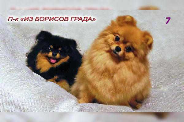 Ясмин