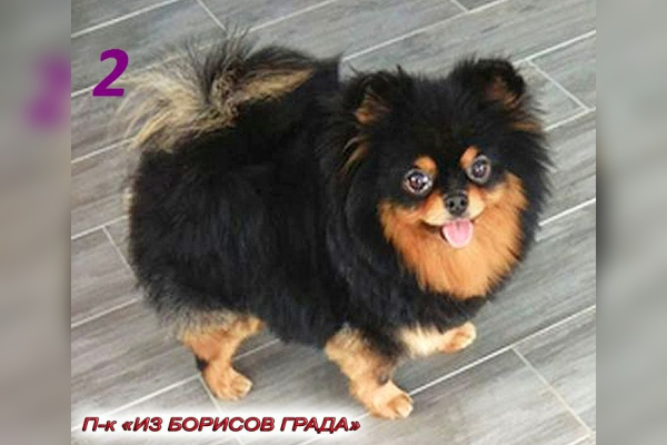 Белая Жемчужина Аризона