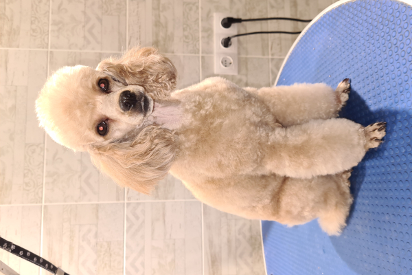 OCHAROWANIE OSENI