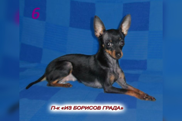 Лолита из Борисов града