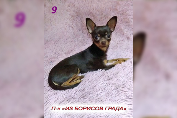 Жардин
