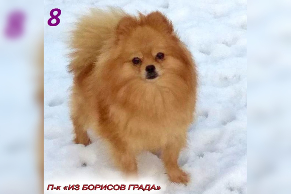 Нинель из Борисов града