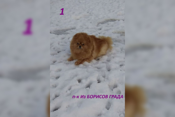 Аля Конек Горбунок